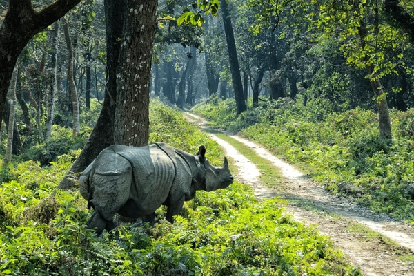 One Horned Rihino in Chitwan: Terai Region of Nepal