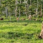 IMG_4848-150x150 Home