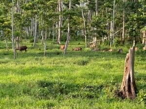 IMG_4848-300x225 Terai Region
