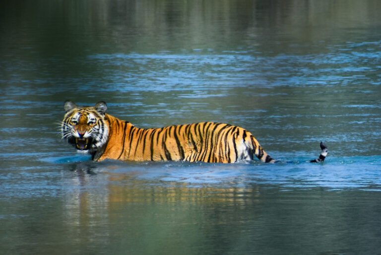 Problem Tiger Captured in Bardiya After 19-Day Hunt: What Wildlife Tourists Need to Know