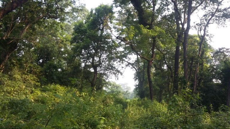 Banke National Park Highway Travel Time Reduced: New Time-Card Rules for Mahendra Highway