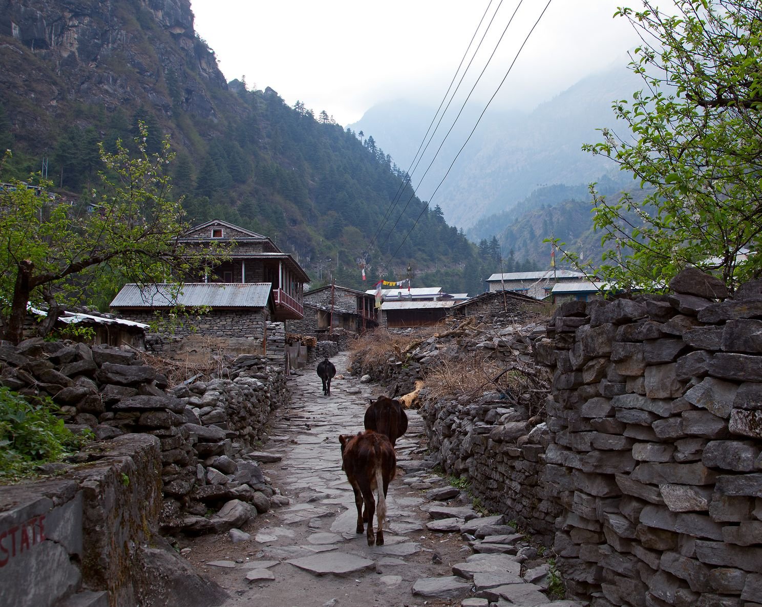 Dharapani village on the Annapurna Circuit in Manang district, Nepal, where the Besisahar-Chame road is being concreted in September 2026